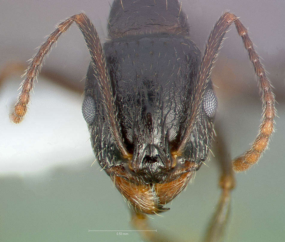 Image of Aphaenogaster patruelis Forel 1886