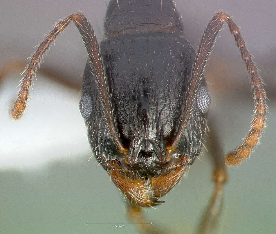 Image de Aphaenogaster patruelis Forel 1886