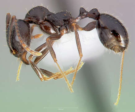 Image de Aphaenogaster patruelis Forel 1886