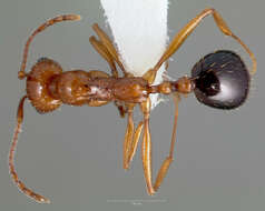 Image of Aphaenogaster uinta Wheeler 1917