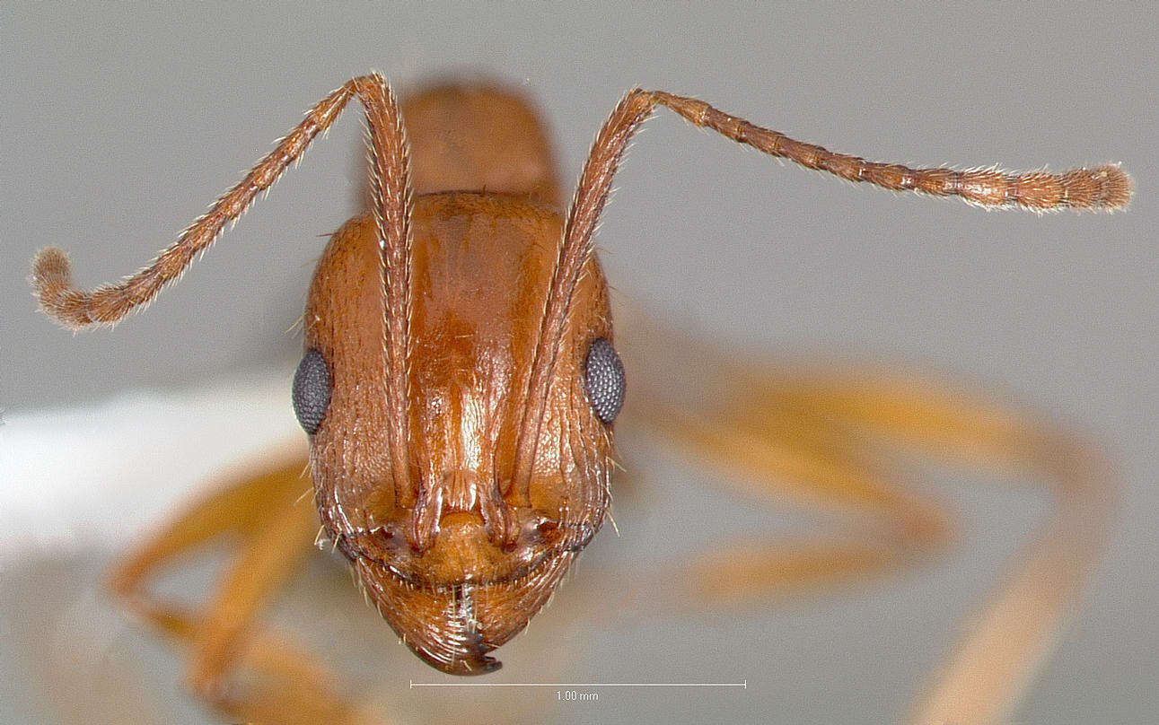 Image of Aphaenogaster uinta Wheeler 1917