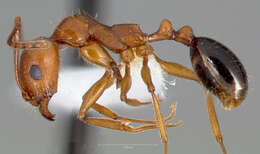 Image of Aphaenogaster uinta Wheeler 1917