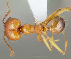 Image de Pheidole desertorum Wheeler 1906