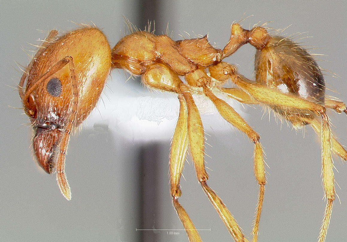 Imagem de Pheidole desertorum Wheeler 1906