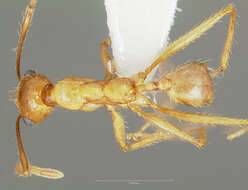 Imagem de Pheidole desertorum Wheeler 1906