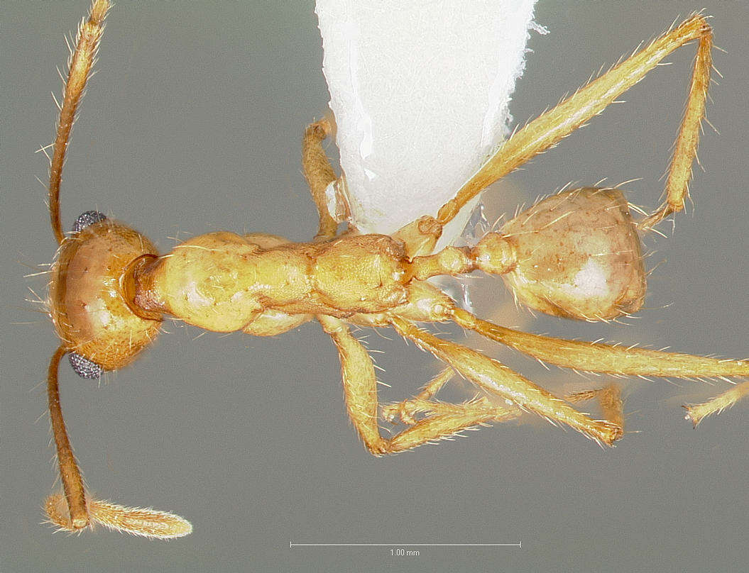 Imagem de Pheidole desertorum Wheeler 1906