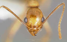 Image de Pheidole desertorum Wheeler 1906