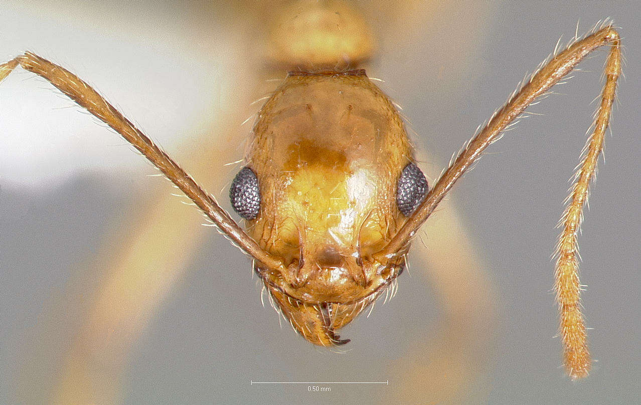 Imagem de Pheidole desertorum Wheeler 1906