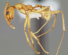 Imagem de Pheidole desertorum Wheeler 1906