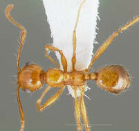 Image of Pheidole