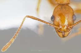 Image of Pheidole