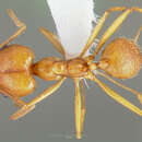 Image of Pheidole vistana Forel 1914