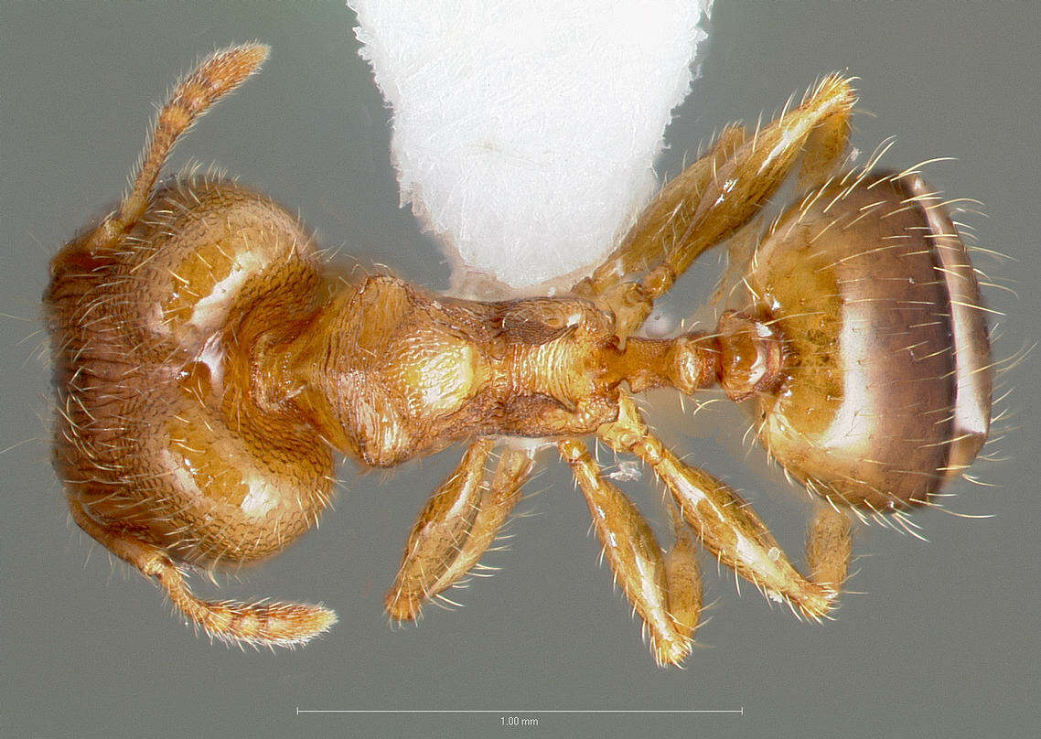 Image of Pheidole navigans