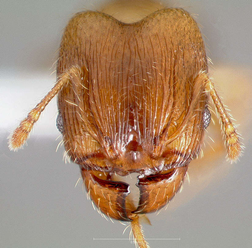 Image of Pheidole navigans