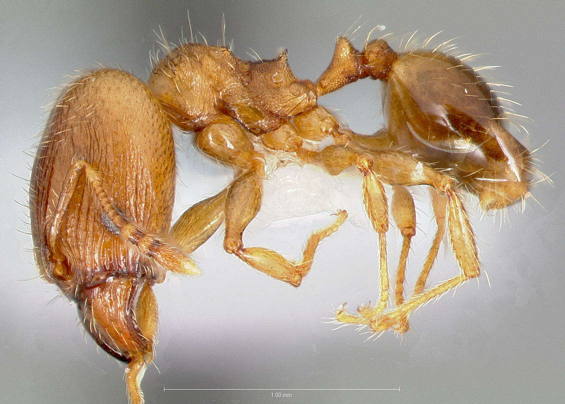 Image of Pheidole navigans