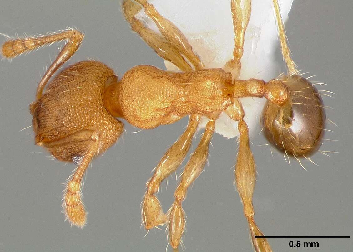 Image of Pheidole navigans