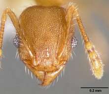 Image of Pheidole navigans