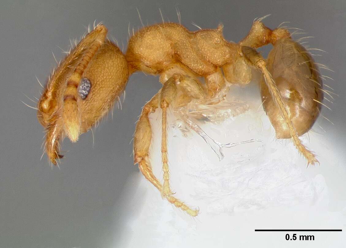 Image of Pheidole navigans