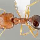 Слика од Pheidole clydei Gregg 1950