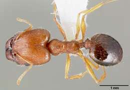 Image of Pheidole clydei Gregg 1950