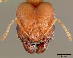 Image of Pheidole clydei Gregg 1950