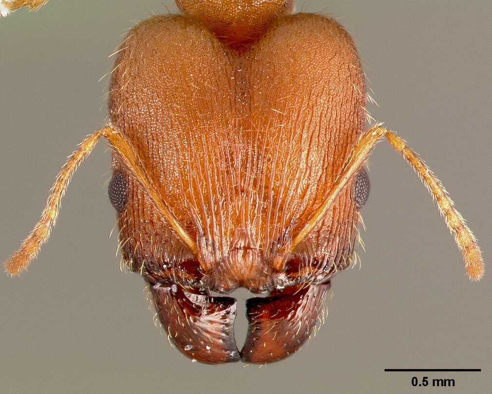 Image of Pheidole clydei Gregg 1950