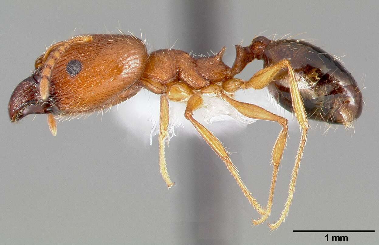 Image of Pheidole clydei Gregg 1950