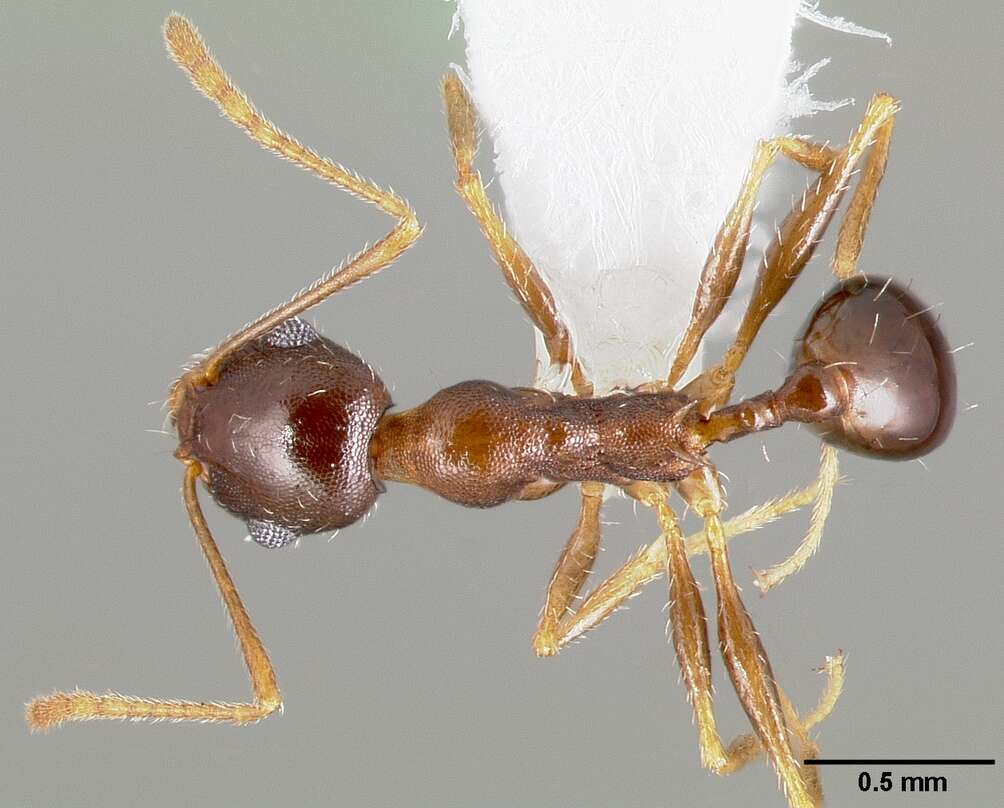 Image of Pheidole clydei Gregg 1950