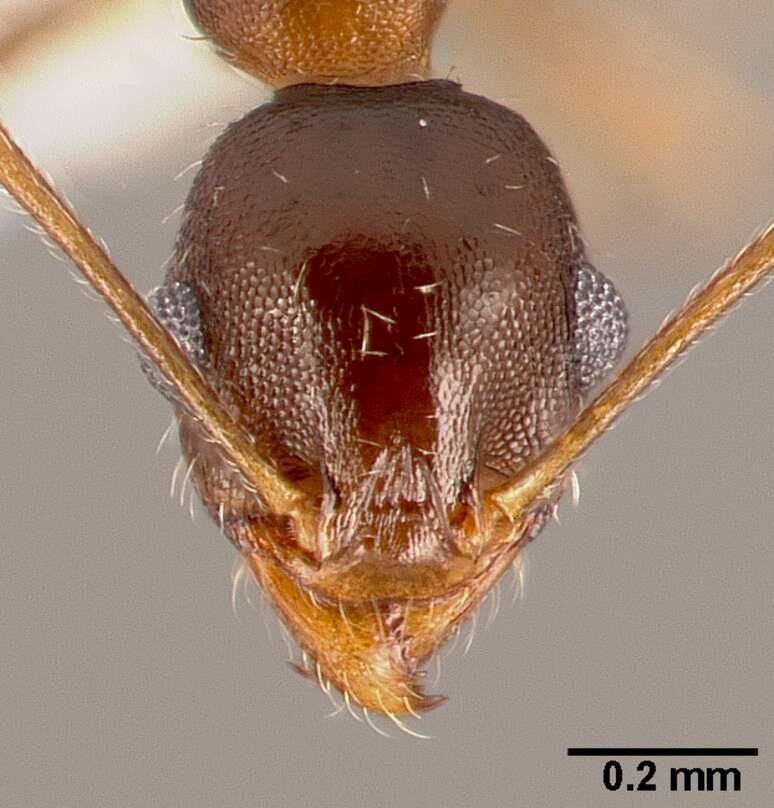 Image of Pheidole clydei Gregg 1950