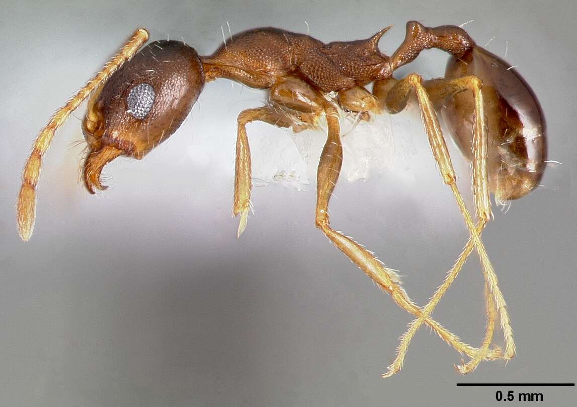 Image of Pheidole clydei Gregg 1950