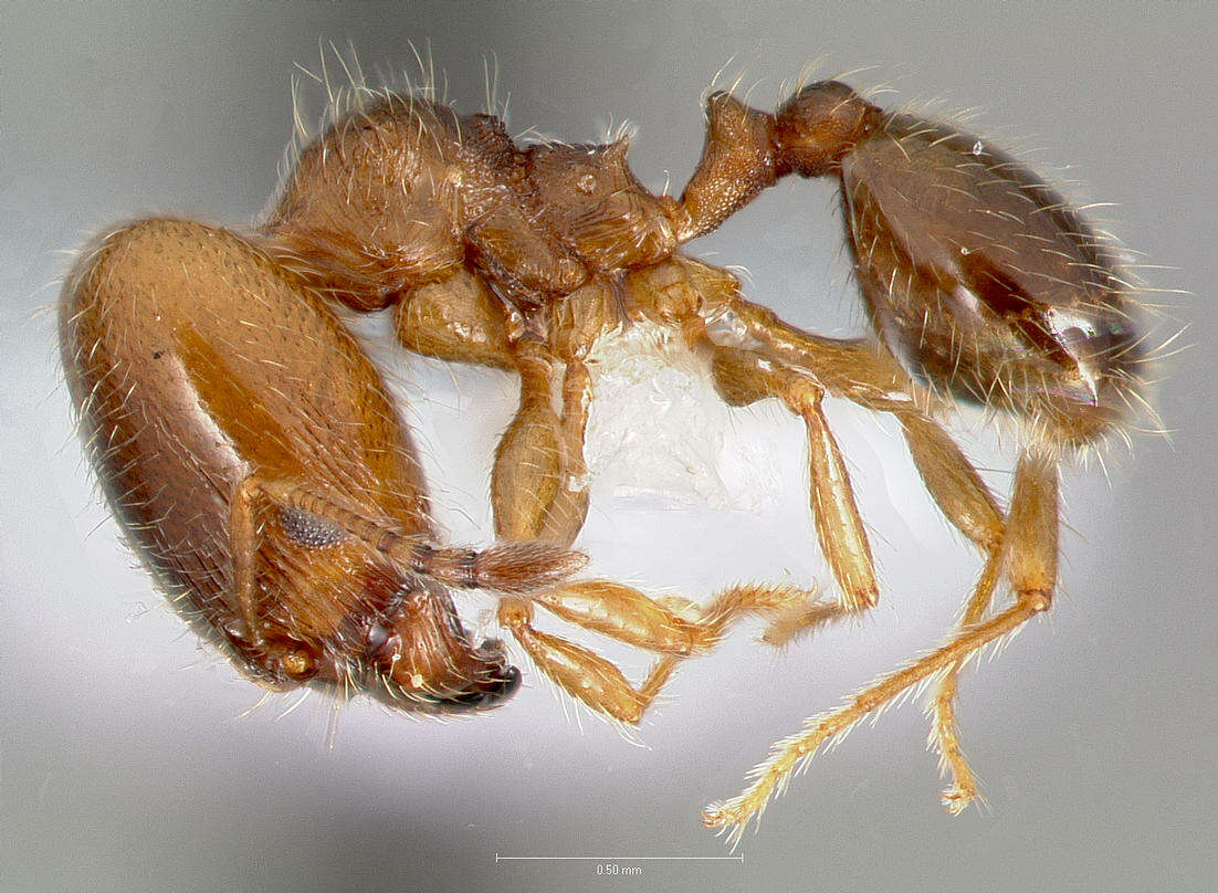 Pheidole bicarinata Mayr 1870 resmi