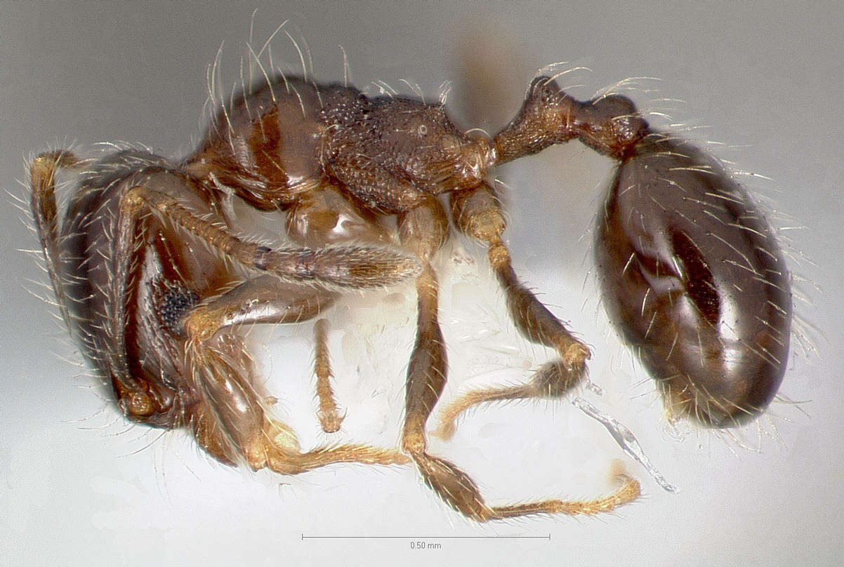 Pheidole bicarinata Mayr 1870 resmi