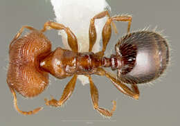 Image of Pheidole clementensis Gregg 1969