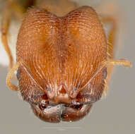 Image of Pheidole clementensis Gregg 1969