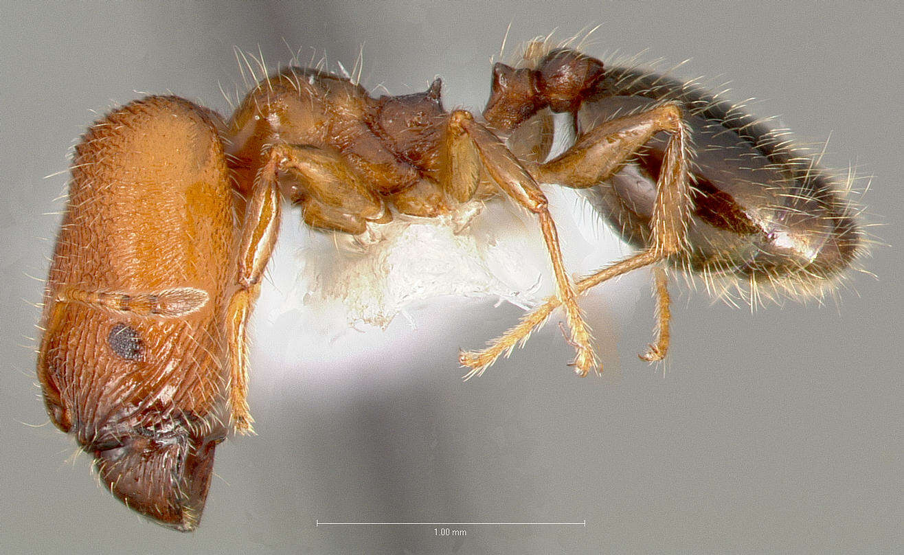 Image of Pheidole clementensis Gregg 1969