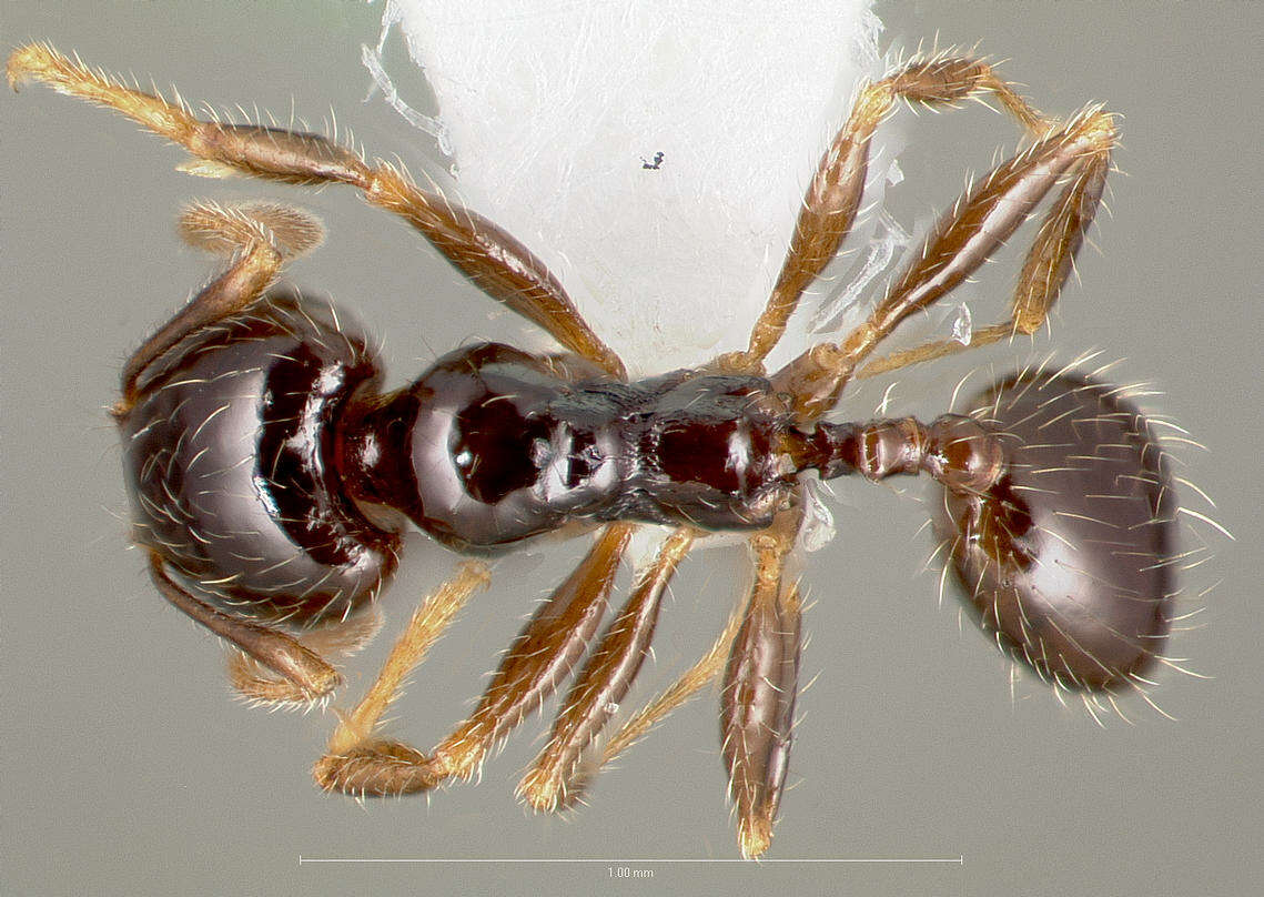 Image of Pheidole clementensis Gregg 1969
