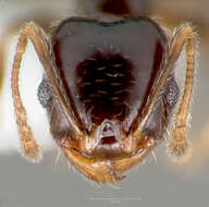 Image of Pheidole clementensis Gregg 1969