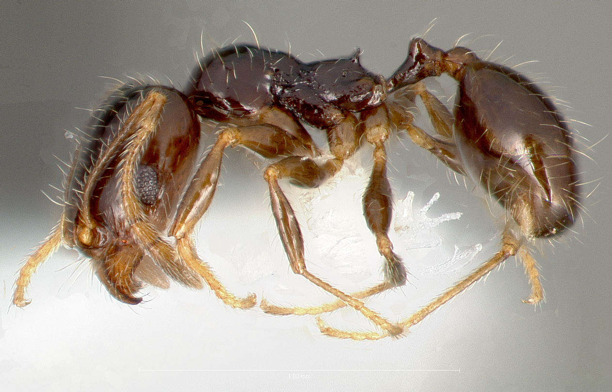 Image of Pheidole clementensis Gregg 1969