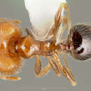 Image of Pheidole creightoni Gregg 1955