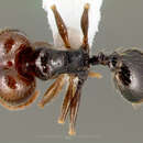 Image of Pheidole pilifera (Roger 1863)