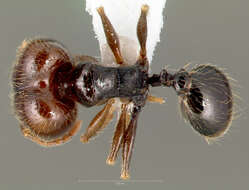 Pheidole pilifera (Roger 1863)的圖片