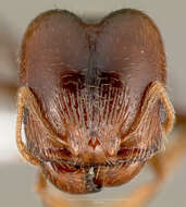 Pheidole pilifera (Roger 1863)的圖片