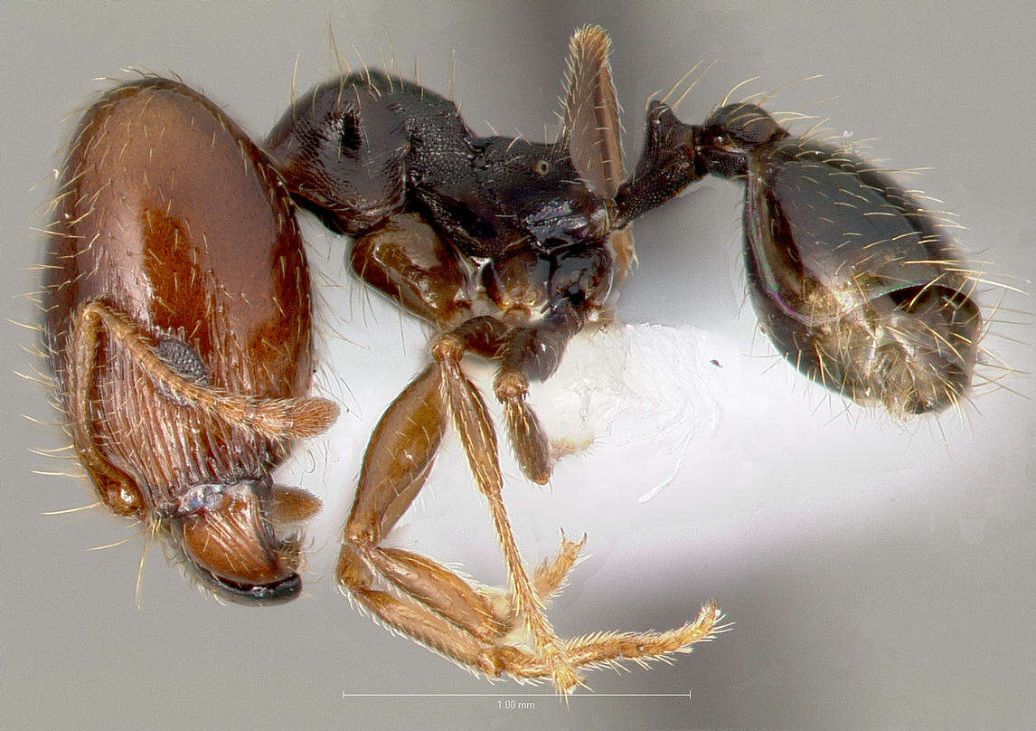 Pheidole pilifera (Roger 1863)的圖片