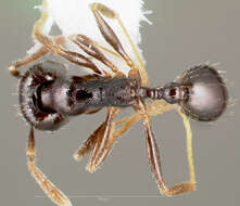 Pheidole pilifera (Roger 1863)的圖片