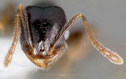 Pheidole pilifera (Roger 1863)的圖片