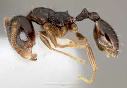 Pheidole pilifera (Roger 1863)的圖片