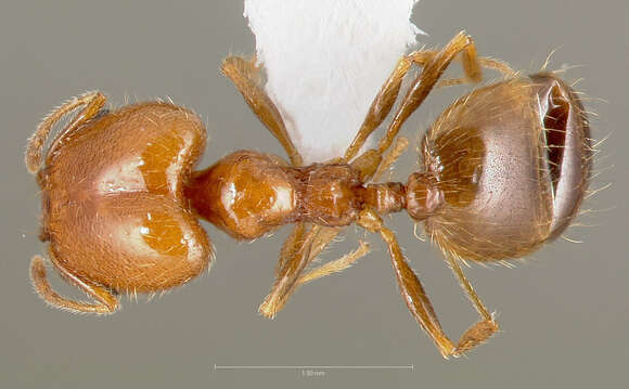 Image of Pheidole paiute Gregg 1959