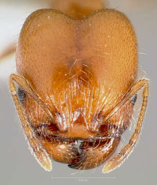 Image of Pheidole paiute Gregg 1959