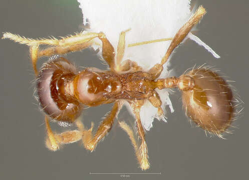 Image of Pheidole paiute Gregg 1959