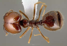 Pheidole psammophila Creighton & Gregg 1955 resmi